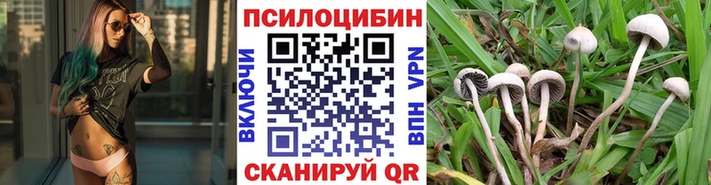 Псилоцибиновые грибы Psilocybe  Саяногорск 
